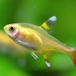 golden X-Ray Tetra (golden Pristella Tetra)