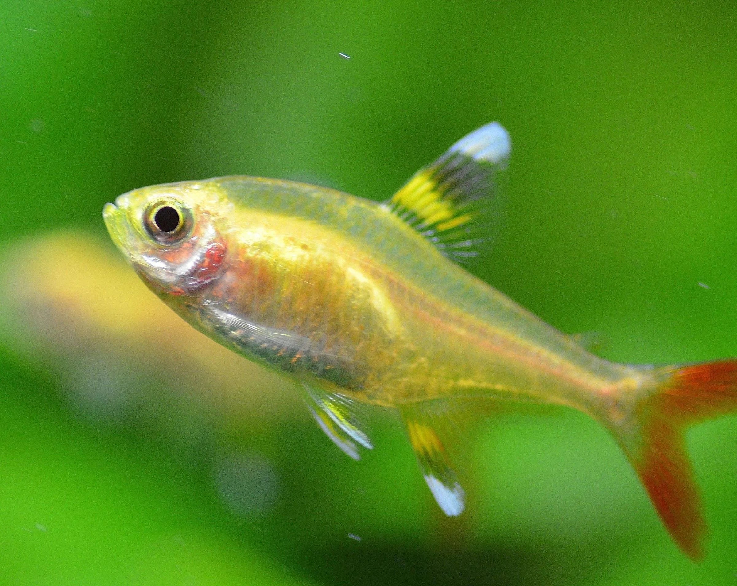img_2349 golden X-Ray Tetra (golden Pristella Tetra) - Image 1