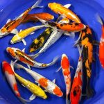 Japanese Koi Assorted 12cm - Image 2