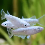 Platinum Rice Fish (Medaka) - Image 2