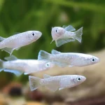 Platinum Rice Fish (Medaka) - Image 3