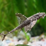 Whiptail Catfish (Dasyloricaria filamentosa) - Image 2