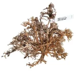 Canopy Tree S 10–20cm