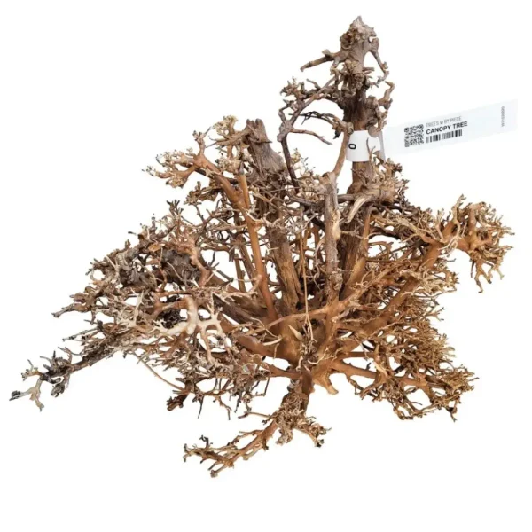 Canopy Tree L 40–60cm