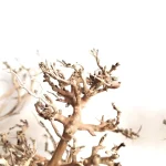 Canopy Tree L 40–60cm - Image 3