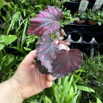 HB Begonia Cherries and Chocolates
