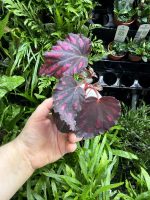 HB Begonia Cherries and Chocolates