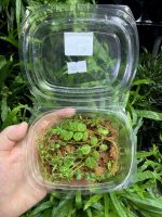 HB Peperomia Prostrata - Image 3