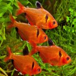 Red Phantom Tetra (Megalamphodus megalopterus)