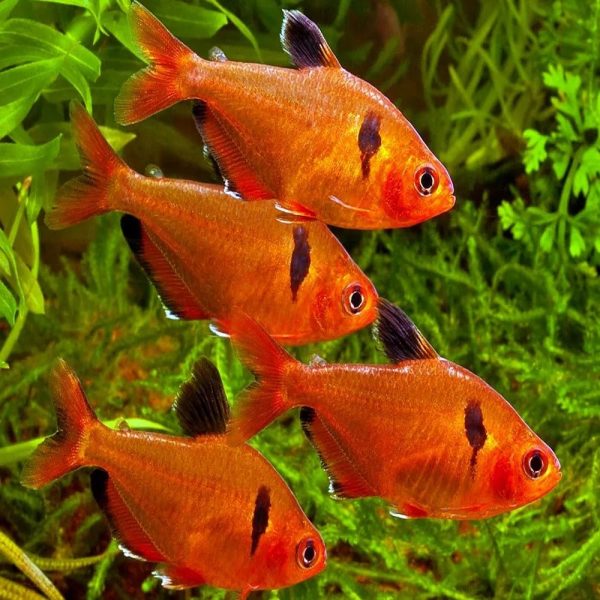 Red Phantom Tetra (Megalamphodus megalopterus)
