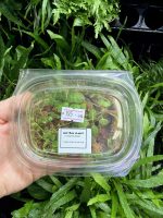 HB Peperomia Prostrata - Image 2