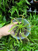 Cape Sundew ( Drosera Capensis ) - Image 4