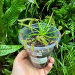 Cape Sundew ( Drosera Capensis )