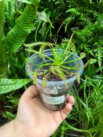 Cape Sundew ( Drosera Capensis )
