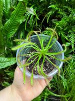 Cape Sundew ( Drosera Capensis ) - Image 2