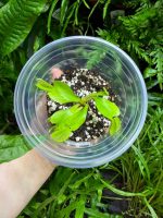 Venus Flytrap ( Dionaea 'Green Dragon' ) Small - Image 3