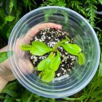 Venus Flytrap ( Dionaea 'Green Dragon' ) Small