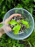 Venus Flytrap ( Dionaea 'Green Dragon' ) Small