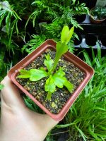 Venus Flytrap ( Dionaea 'Green Dragon' ) medium - Image 2