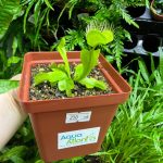 Venus Flytrap ( Dionaea 'Green Dragon' ) medium