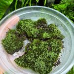 Cape Moss (Tortula Muralis)