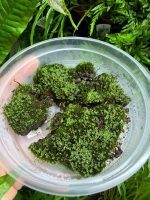 Cape Moss (Tortula Muralis)