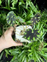 HB Begonia Tiger Paw - Image 4