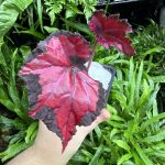 HB Begonia Red Robin