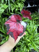 HB Begonia Red Robin