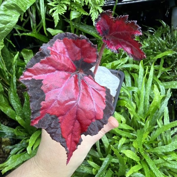 HB Begonia Red Robin
