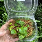 HB Ficus Pumila