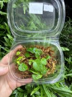 HB Ficus Pumila