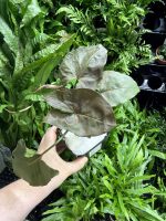 HB Syngonium Maria Bronze - Image 2