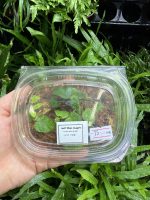 HB Ficus Pumila - Image 2