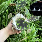 HB Begonia Tiger Paw