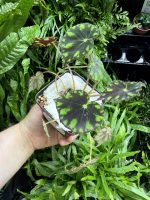 HB Begonia Tiger Paw
