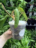 HB Philodendron Billie - Image 2