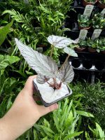HB Begonia Fedor - Image 3