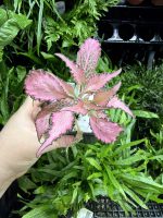HB Fittonia Pink Frills - Image 2