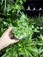 HB Button Fern - Image 3