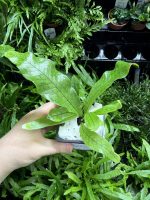HB Crocodile Fern - Image 3