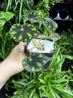 HB Begonia Tiger Paw - Image 3