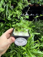 HB Button Fern - Image 2