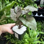 HB Syngonium Maria Bronze