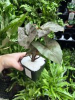 HB Syngonium Maria Bronze