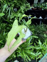 HB Syngonium Lia Ma - Image 3