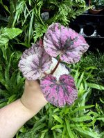 HB Begonia Inica Flame
