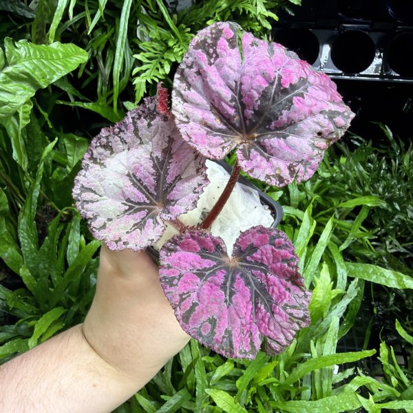 HB Begonia Inica Flame