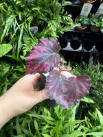 HB Begonia Cherries and Chocolates - Image 2