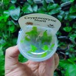 Horizon Labs Cryptocoryne Nurri - Image 2